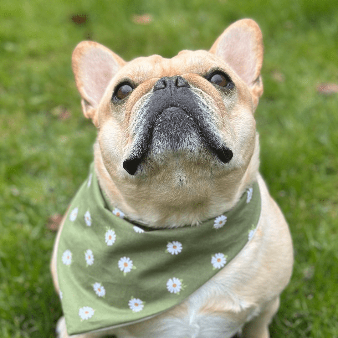 Daisy Dog Bandana - The Other Equestrian