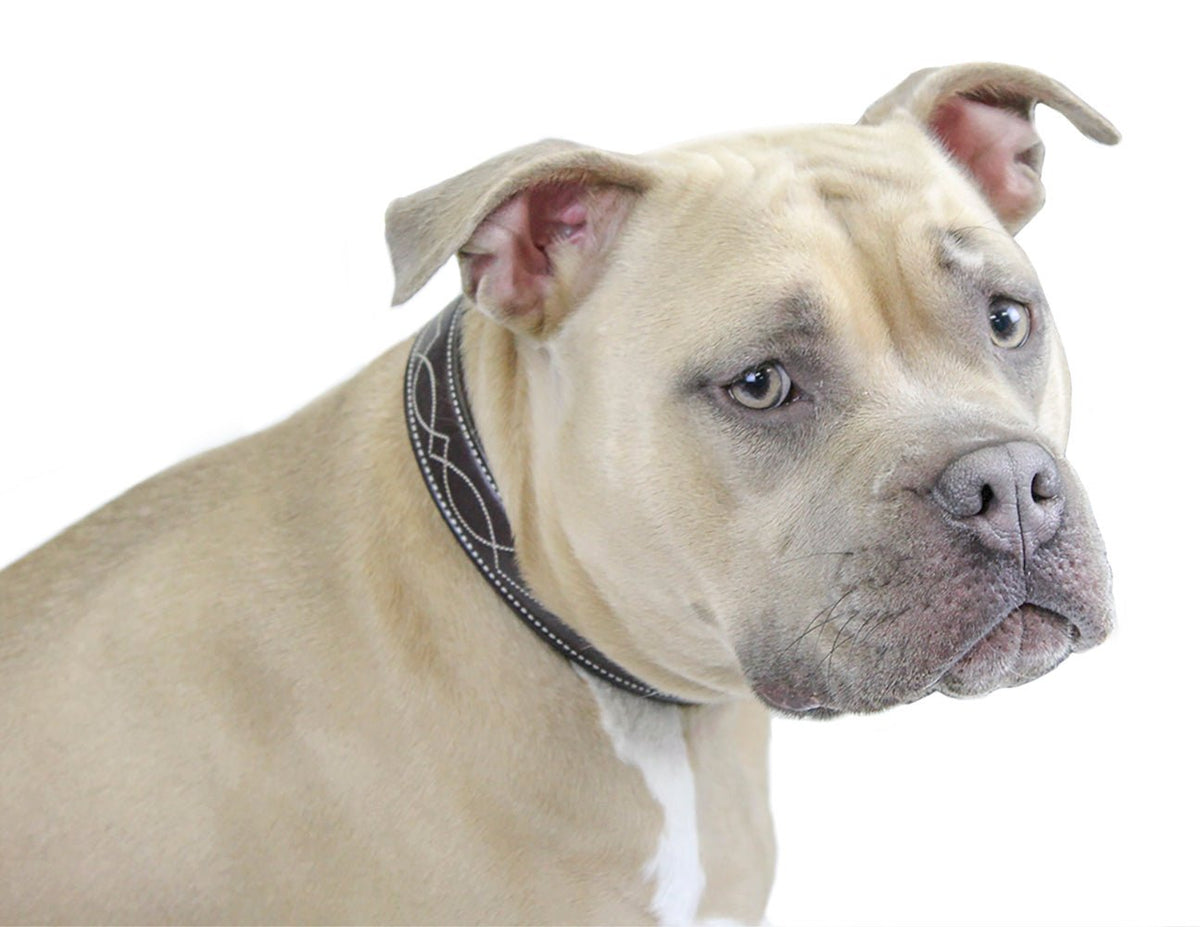 Derby Dog Designer Series USA Leather Padded Fancy Stitch Dog Collar - The Other Equestrian