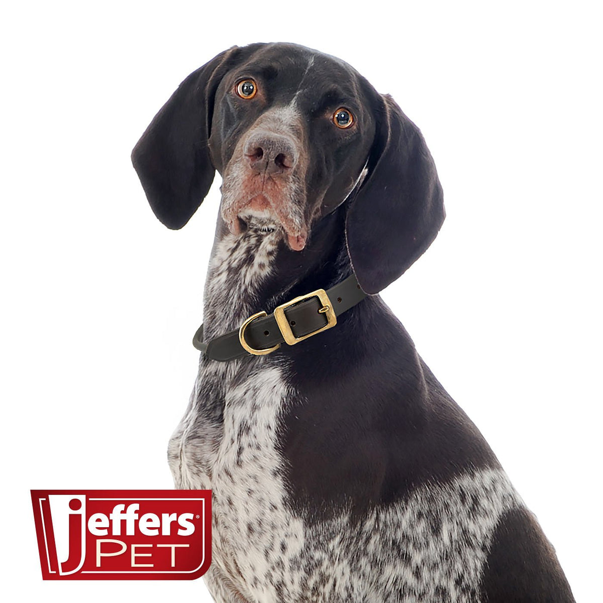 Jeffers Rolled Leather Dog Collars with Brass Hardware - The Other Equestrian