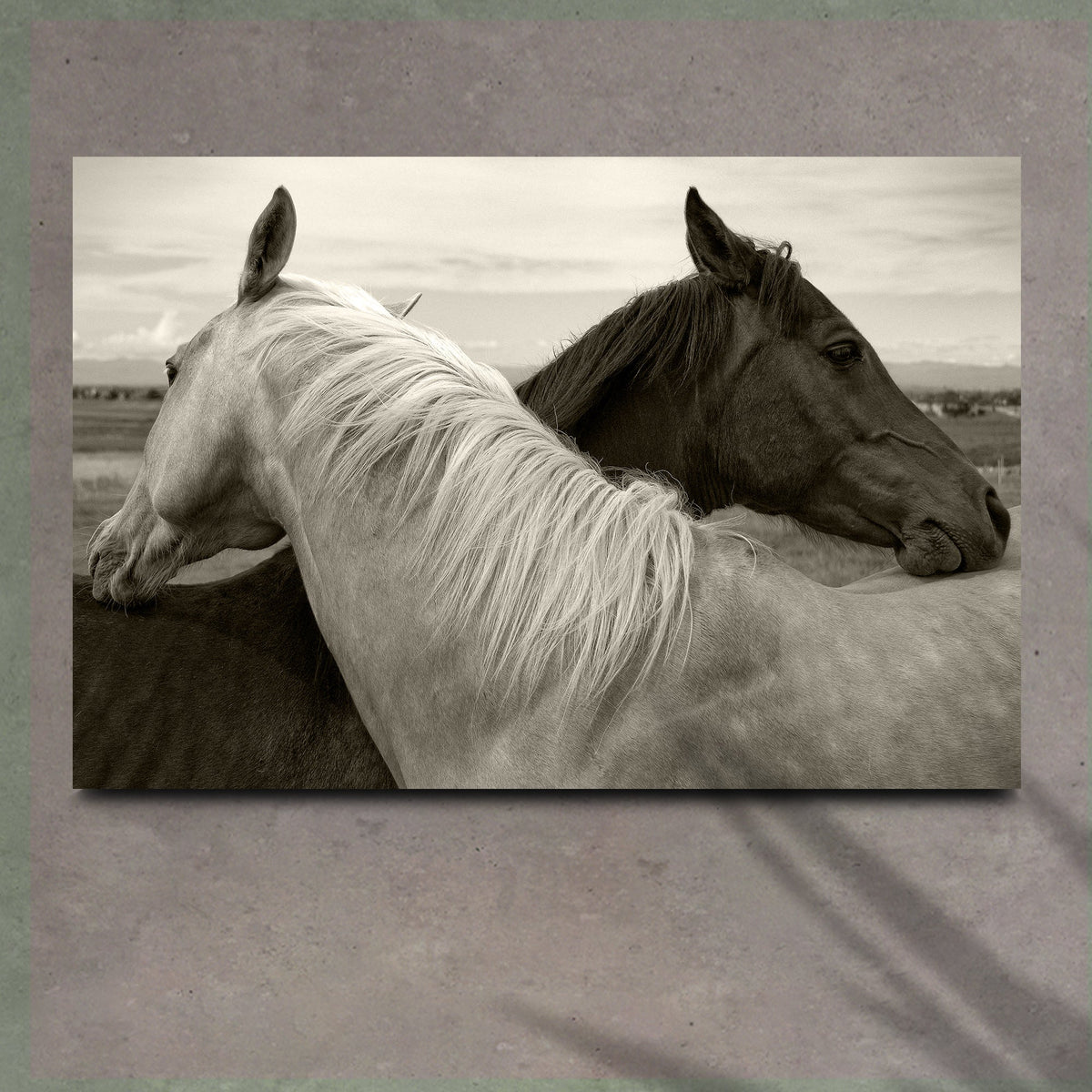 Monochrome Couple Horse Canvas Wall Art - The Other Equestrian